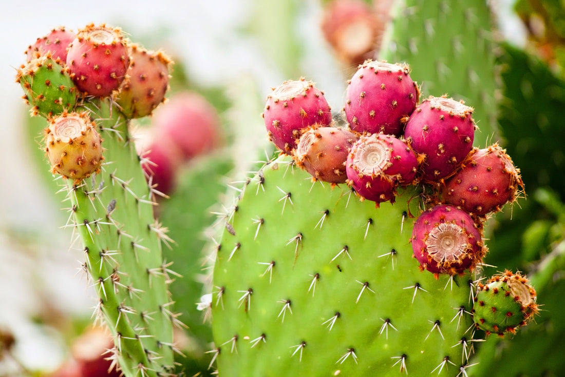 The Top 4 Prickly Pear Benefits for Skin